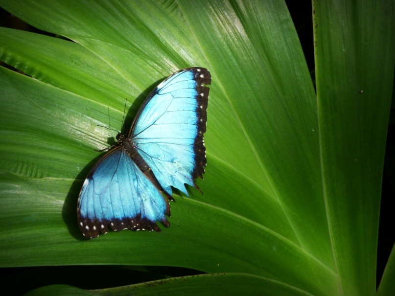 Морфо Менелай во всей красоте. Ки Вест, Музей бабочек. Август 2011